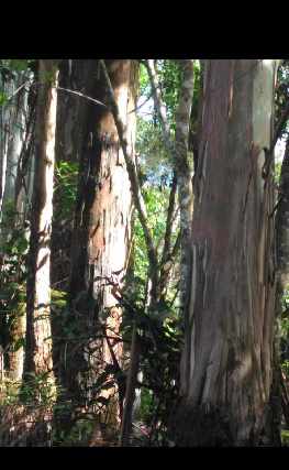 Foto 1 - Fazenda com floresta eucaliptos porteira fechada